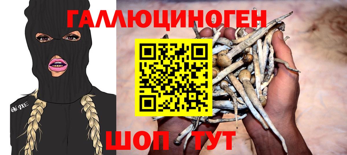 Псилоцибиновые грибы Psilocybe Якутск